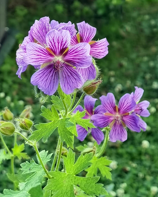Geranium x magnificum (G. ibericum × G. platypetalum)